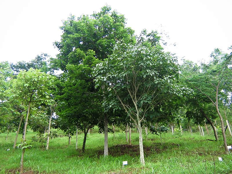 Floresta Viva